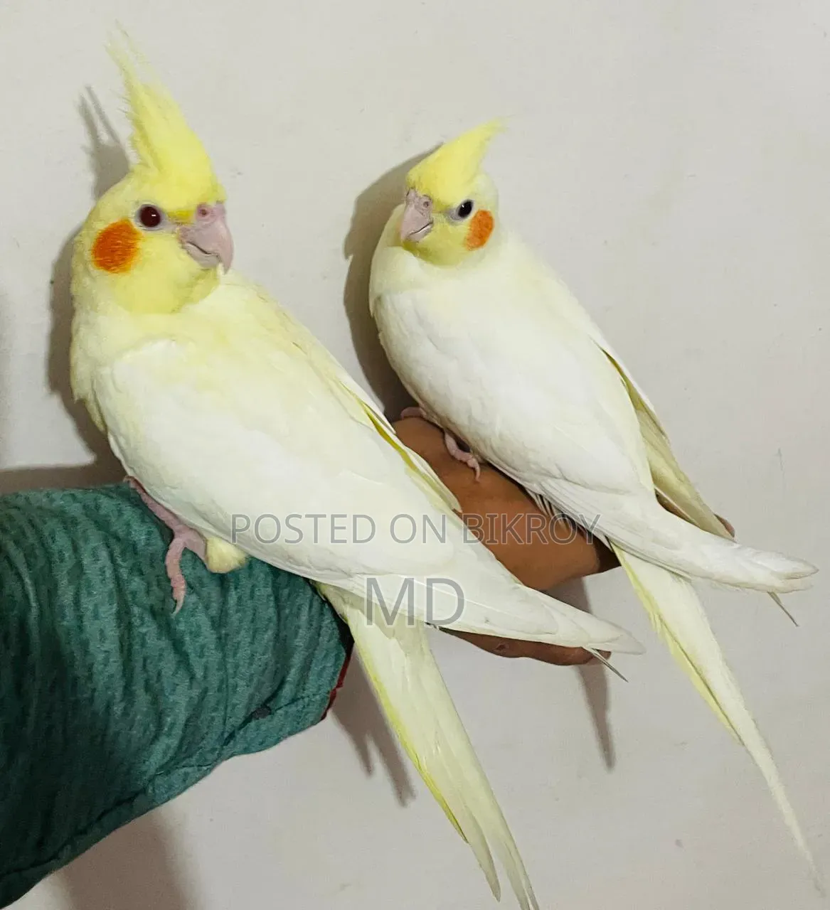 A pair of fully tame Cockatiel birds will be sold
