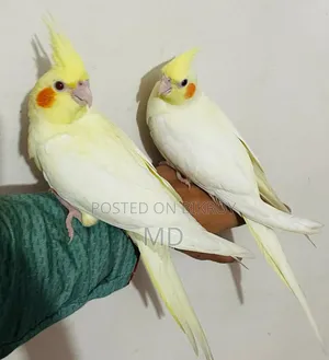 A pair of fully tame Cockatiel birds will be sold