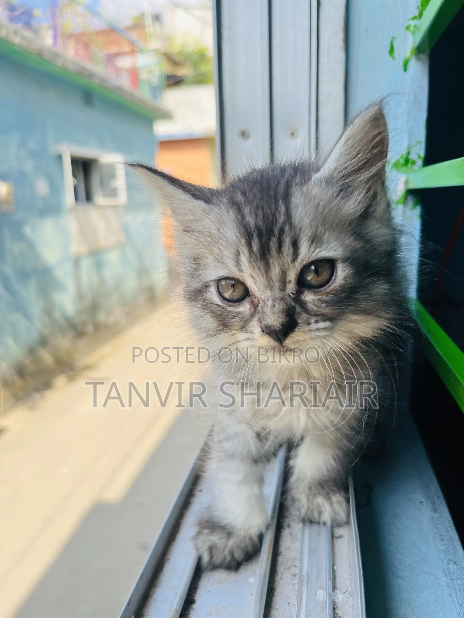 ১-৩ মাসের ফিমেল পিউরব্রেড পার্সিয়ান