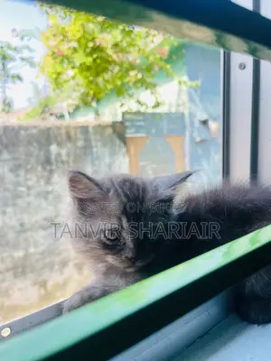 ১-৩ মাসের ফিমেল পিউরব্রেড পার্সিয়ান