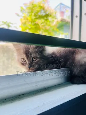 ১-৩ মাসের ফিমেল পিউরব্রেড পার্সিয়ান