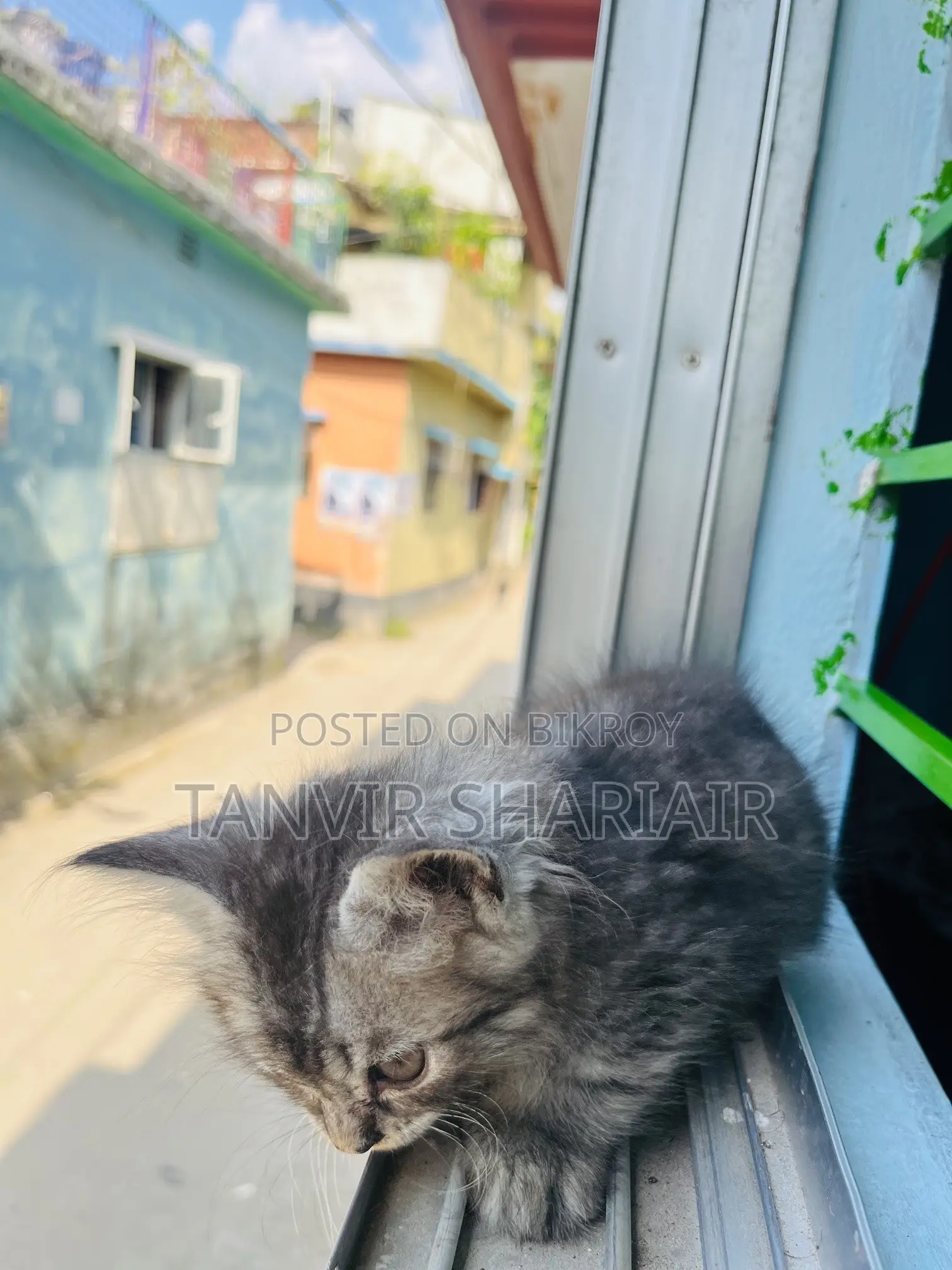 ১-৩ মাসের ফিমেল পিউরব্রেড পার্সিয়ান