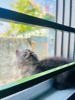 ১-৩ মাসের ফিমেল পিউরব্রেড পার্সিয়ান