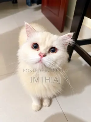 ১+ বছরের পুরুষ খাঁটি পার্সিয়ান
