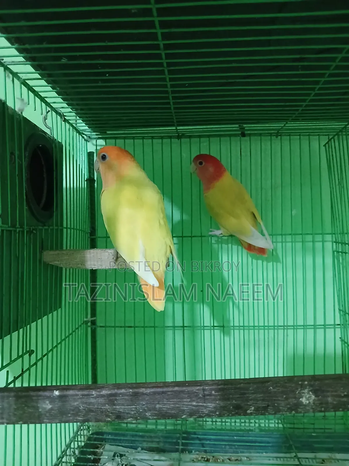 Love Bird Running Pair