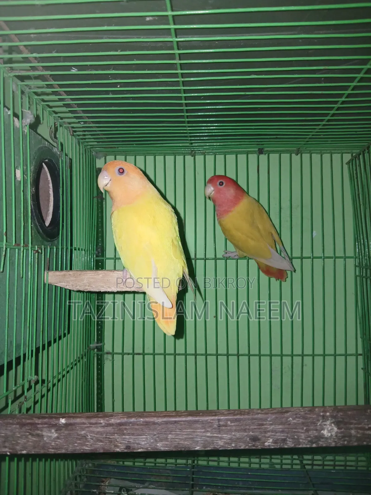Love Bird Running Pair