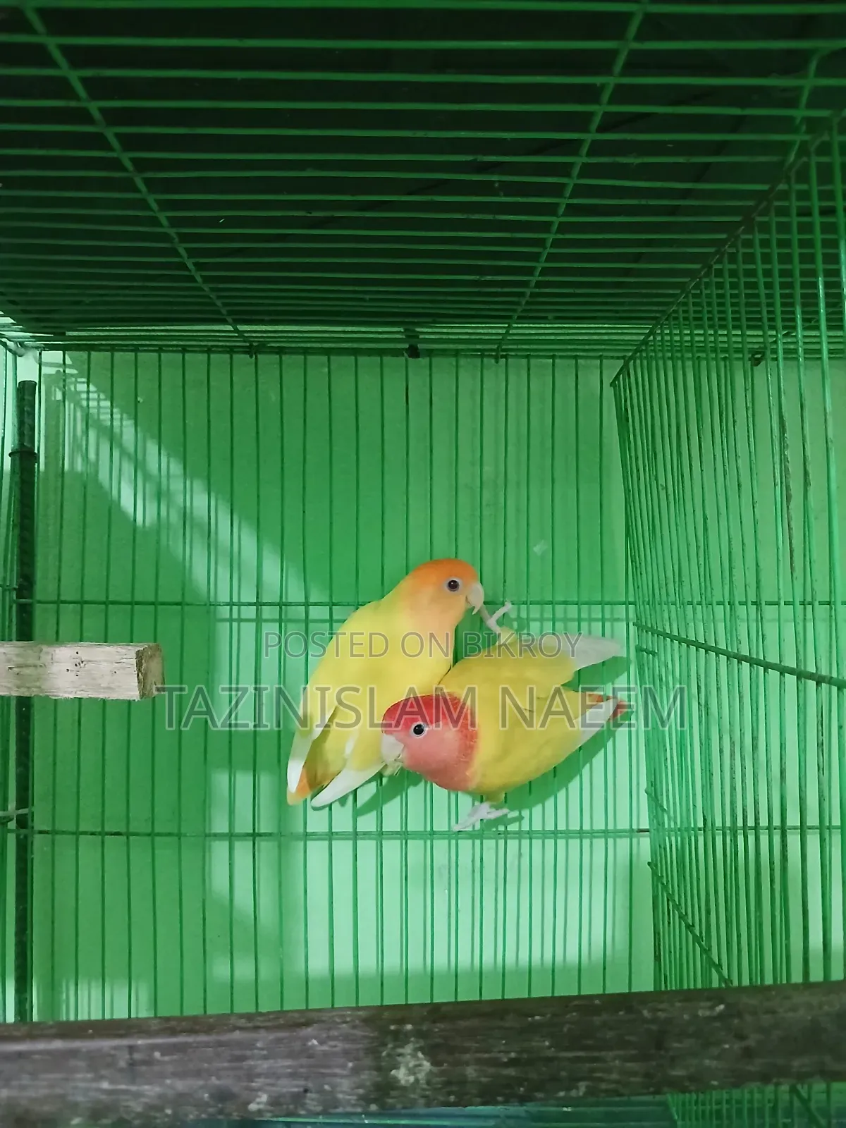 Love Bird Running Pair