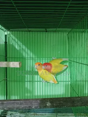 Love Bird Running Pair