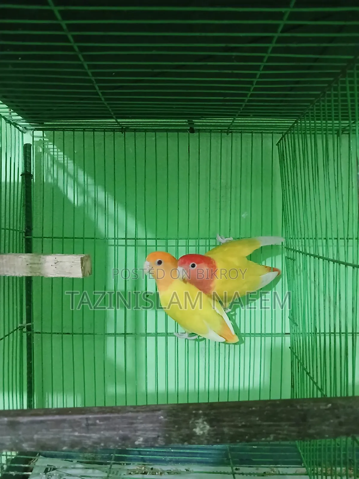 Love Bird Running Pair