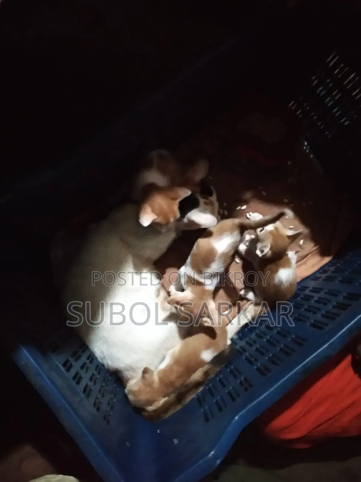 ১-৩ মাসের মেল মিক্সড ব্রিড বেঙ্গল