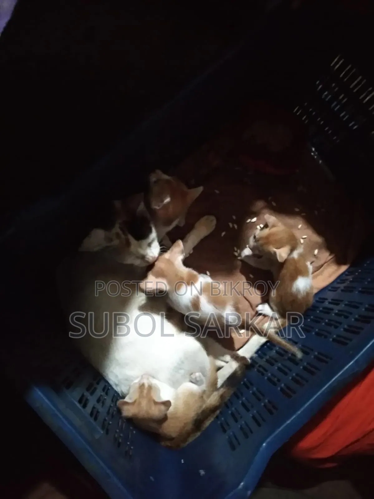 ১-৩ মাসের মেল মিক্সড ব্রিড বেঙ্গল