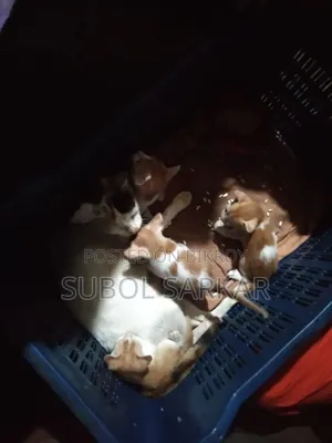 ১-৩ মাসের মেল মিক্সড ব্রিড বেঙ্গল