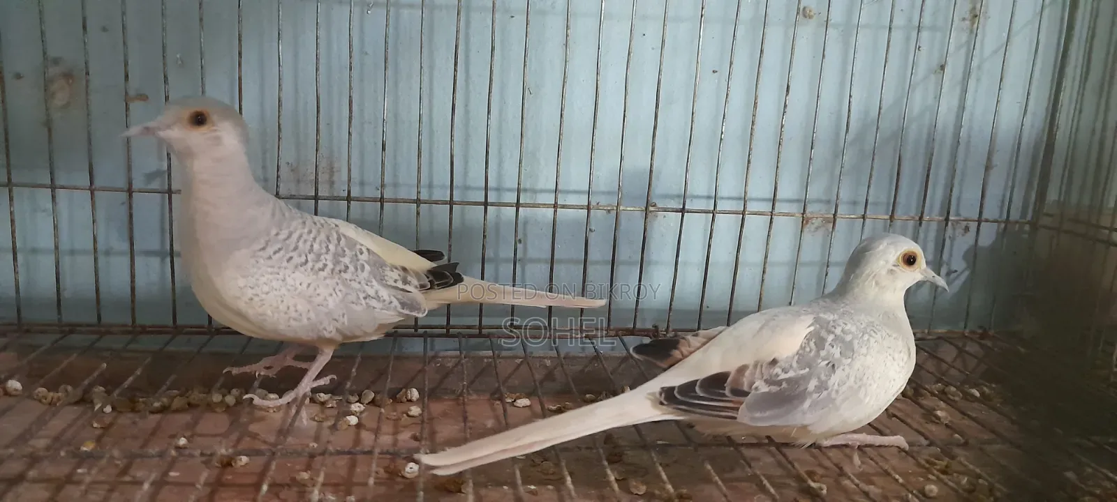 Diamond Dove