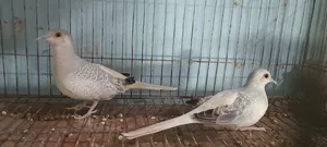 Diamond Dove