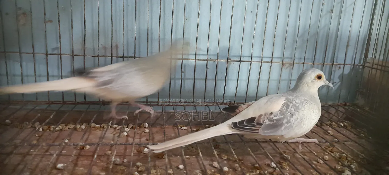 Diamond Dove