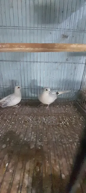 Diamond Dove