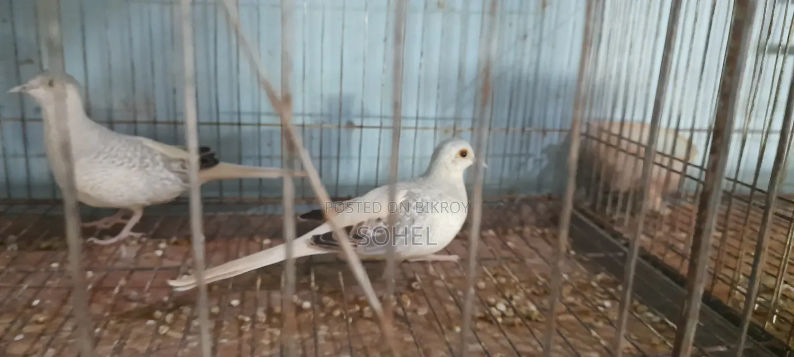 Diamond Dove