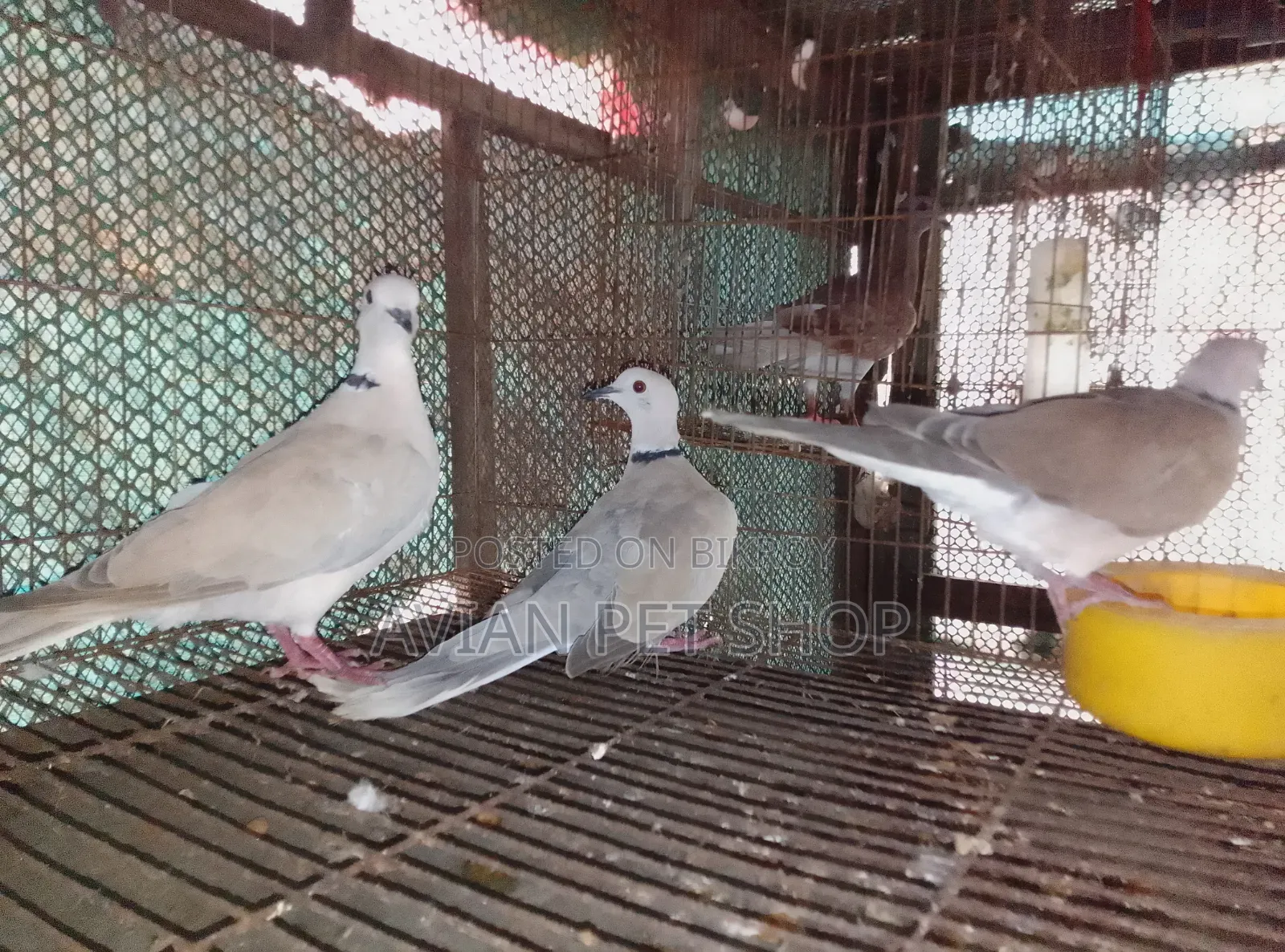 Ringneck Dove Running Pair