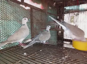 Ringneck Dove Running Pair