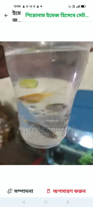 জিরা ফিশ ব্রিডিং পেয়ার ২০ জোড়া আছে