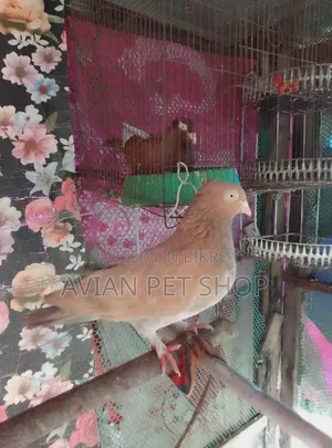Pigeons with Babies