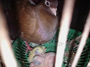 Pigeons with Babies