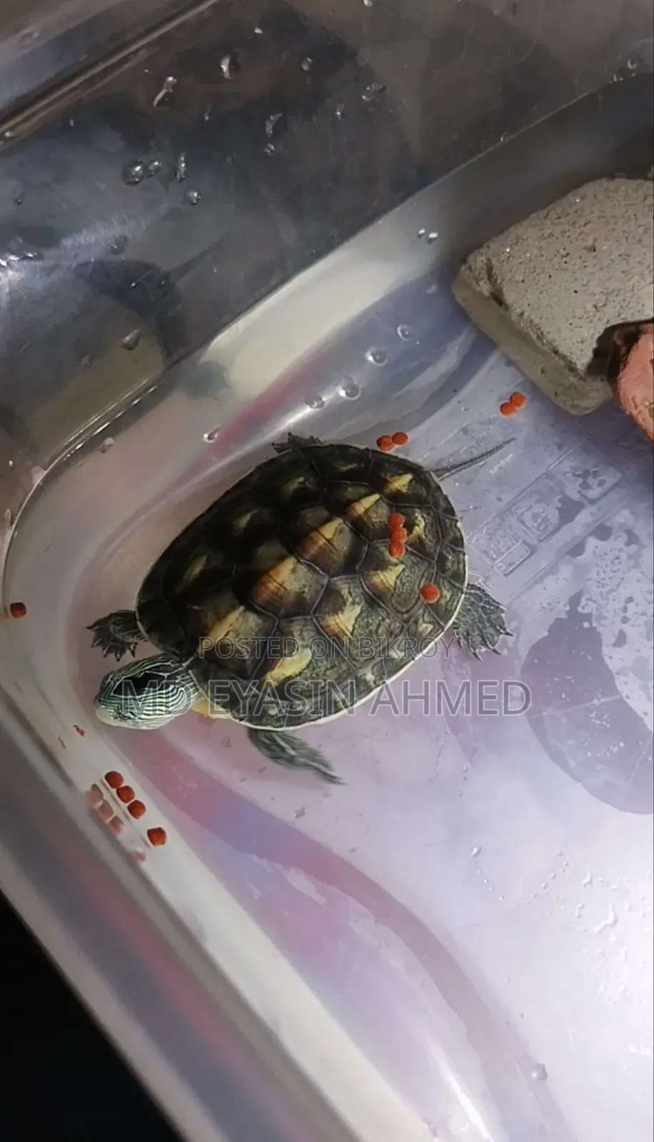 Aquarium Fish