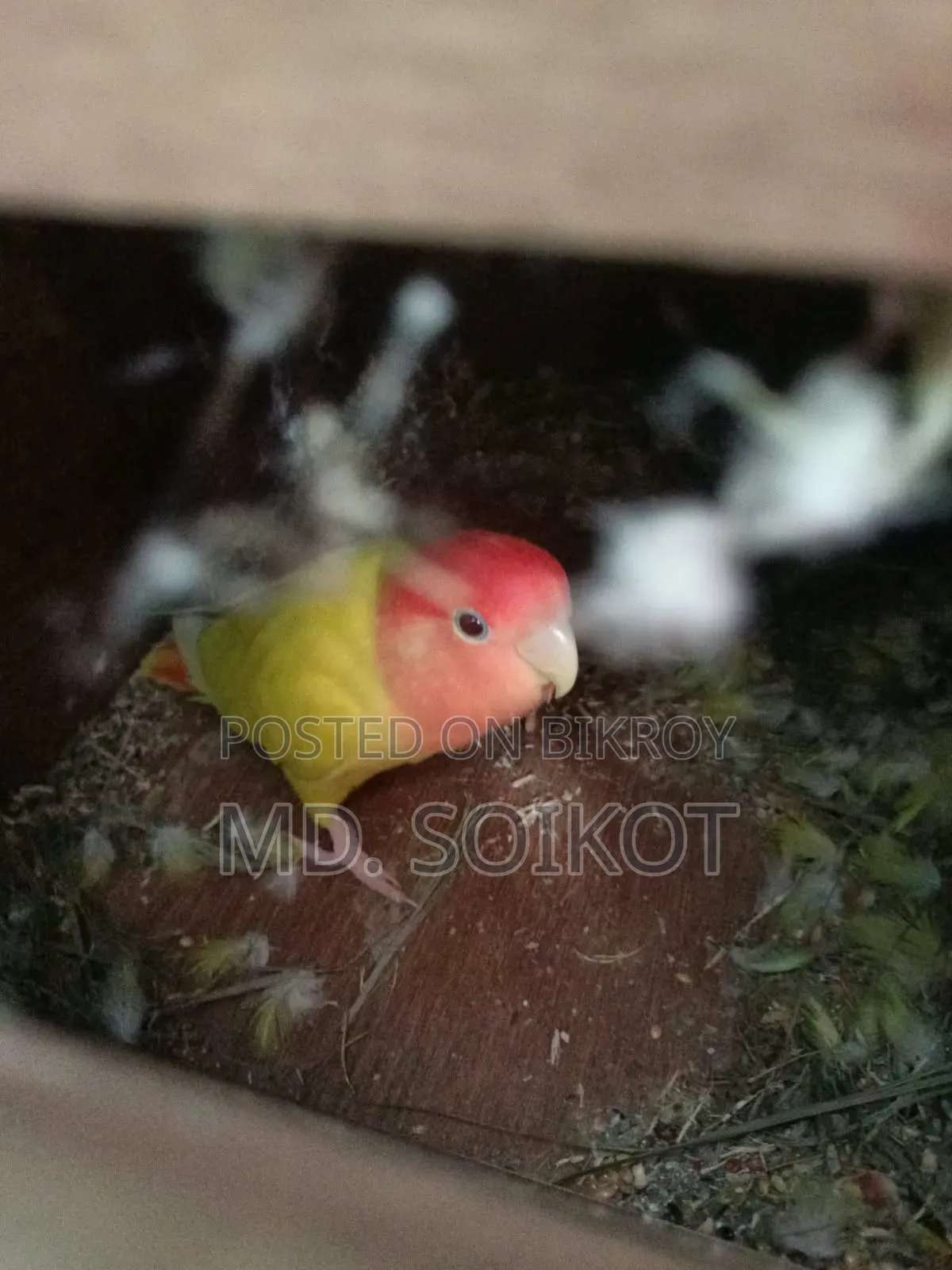 Love Bird Adult 2 Pcs Male