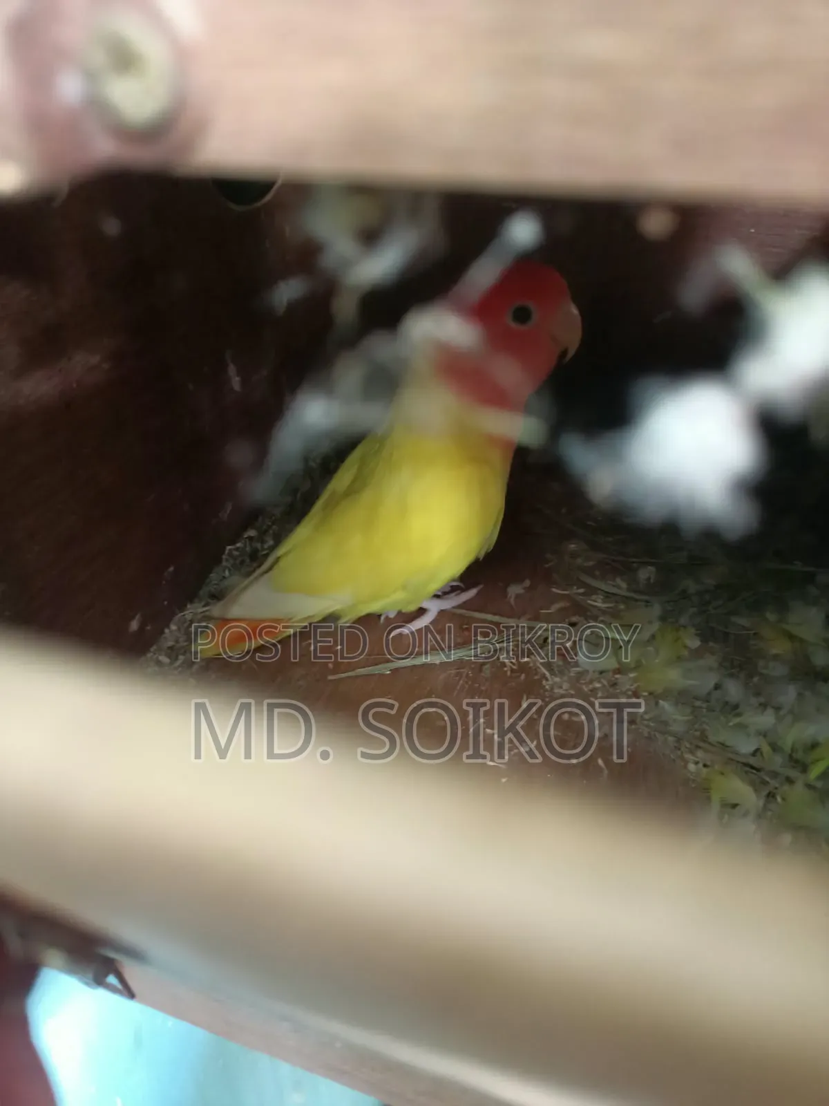 Love Bird Adult 2 Pcs Male