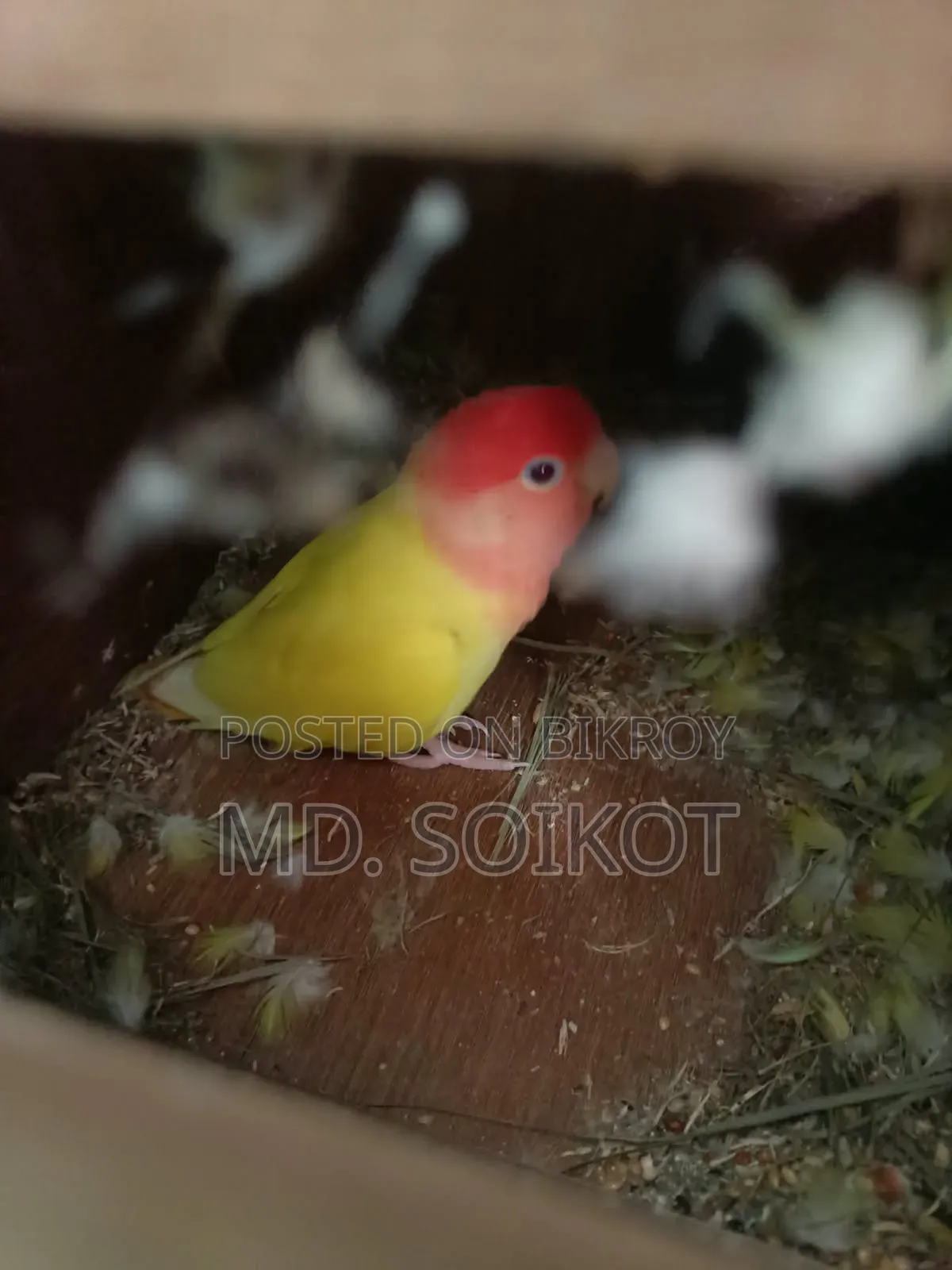 Love Bird Adult 2 Pcs Male