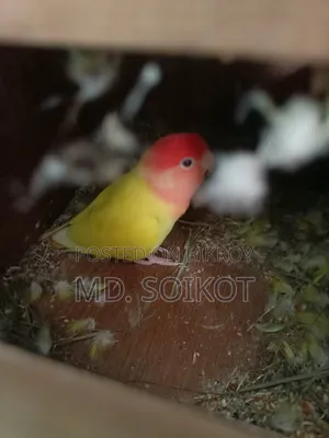 Love Bird Adult 2 Pcs Male