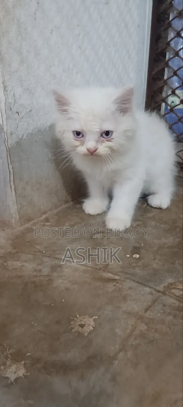 ১-৩ মাস বয়সী ফিমেল পিওরব্রেড পার্সিয়ান
