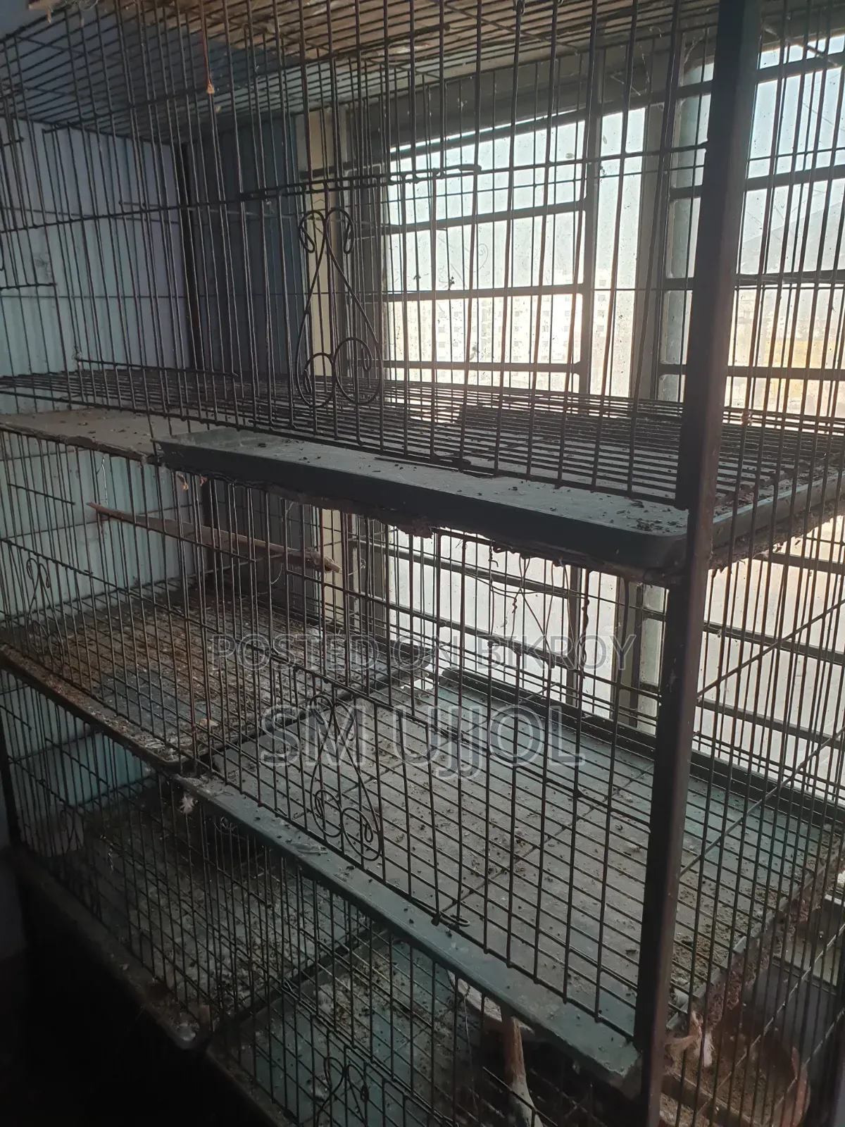 Bird Cage