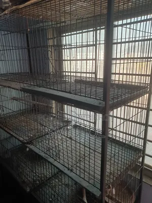 Bird Cage