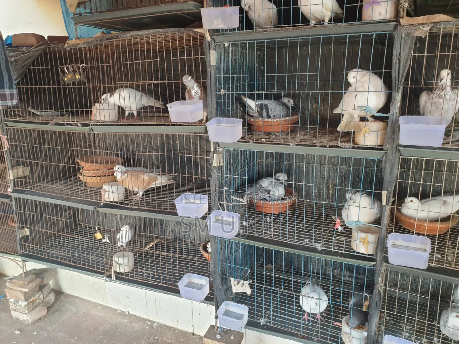 Bird Cage