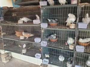 Bird Cage