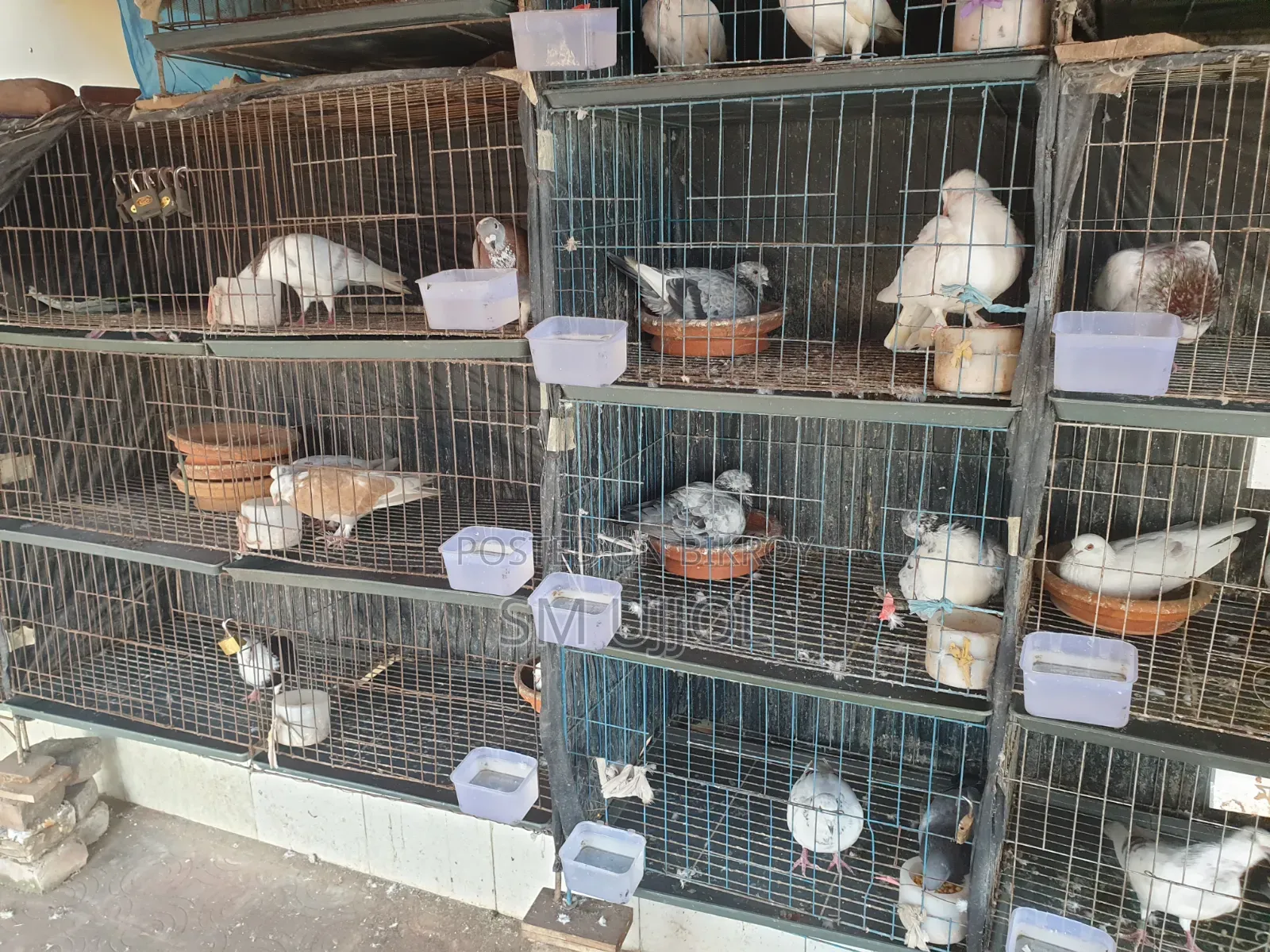 Bird Cage