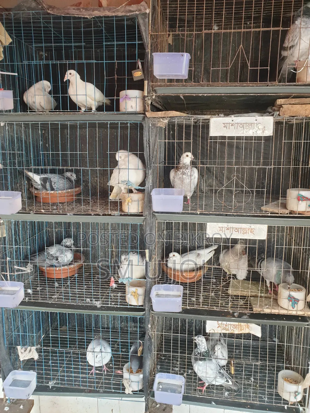 Bird Cage