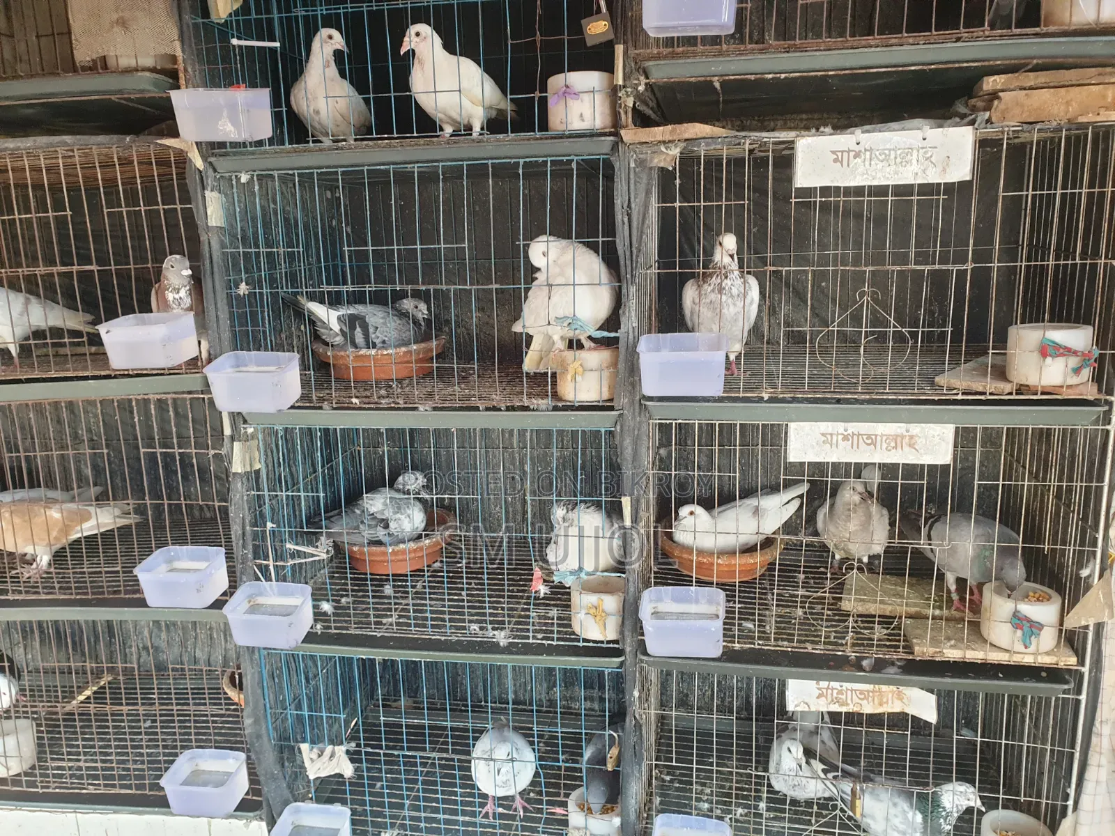 Bird Cage