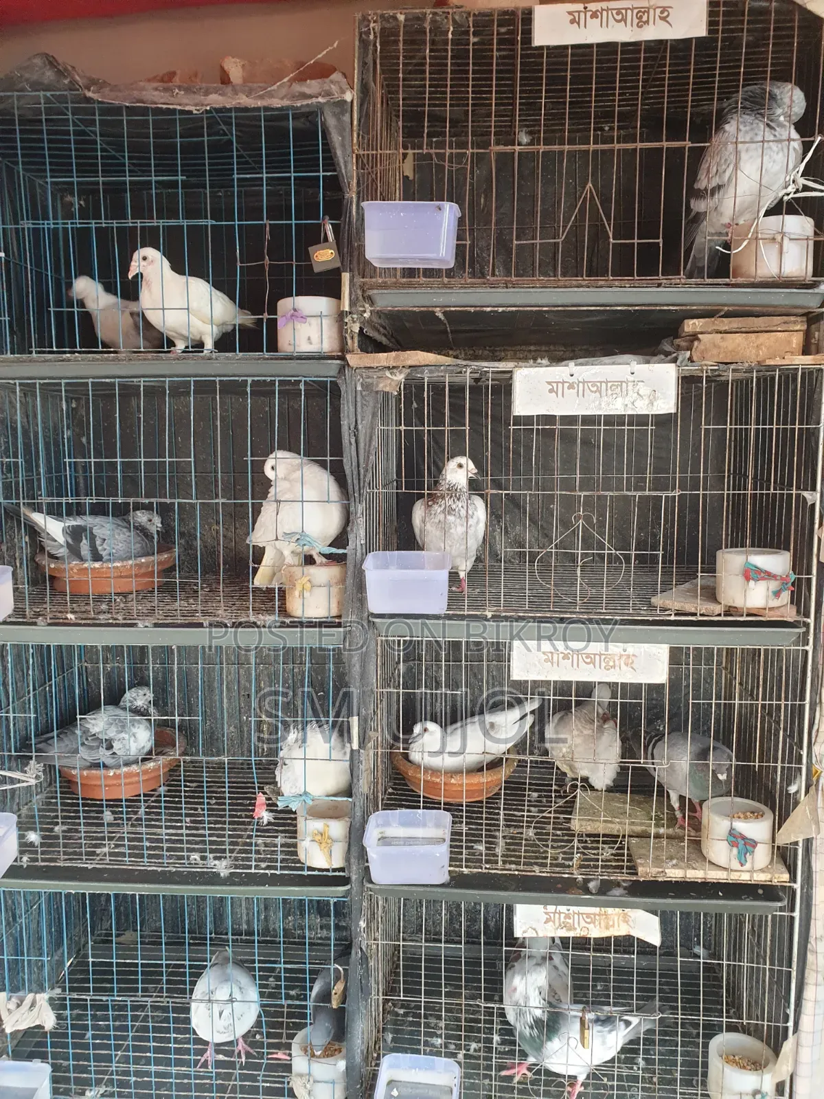 Bird Cage