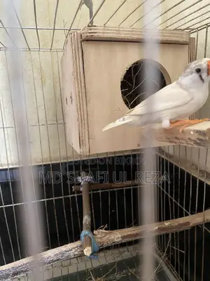 Fince CFW, running Male Sell