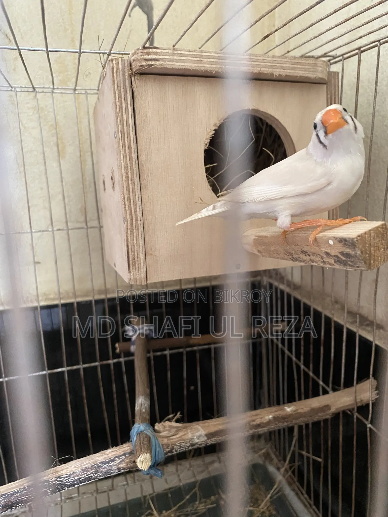 Fince CFW, running Male Sell