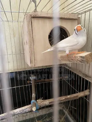 Fince CFW, running Male Sell