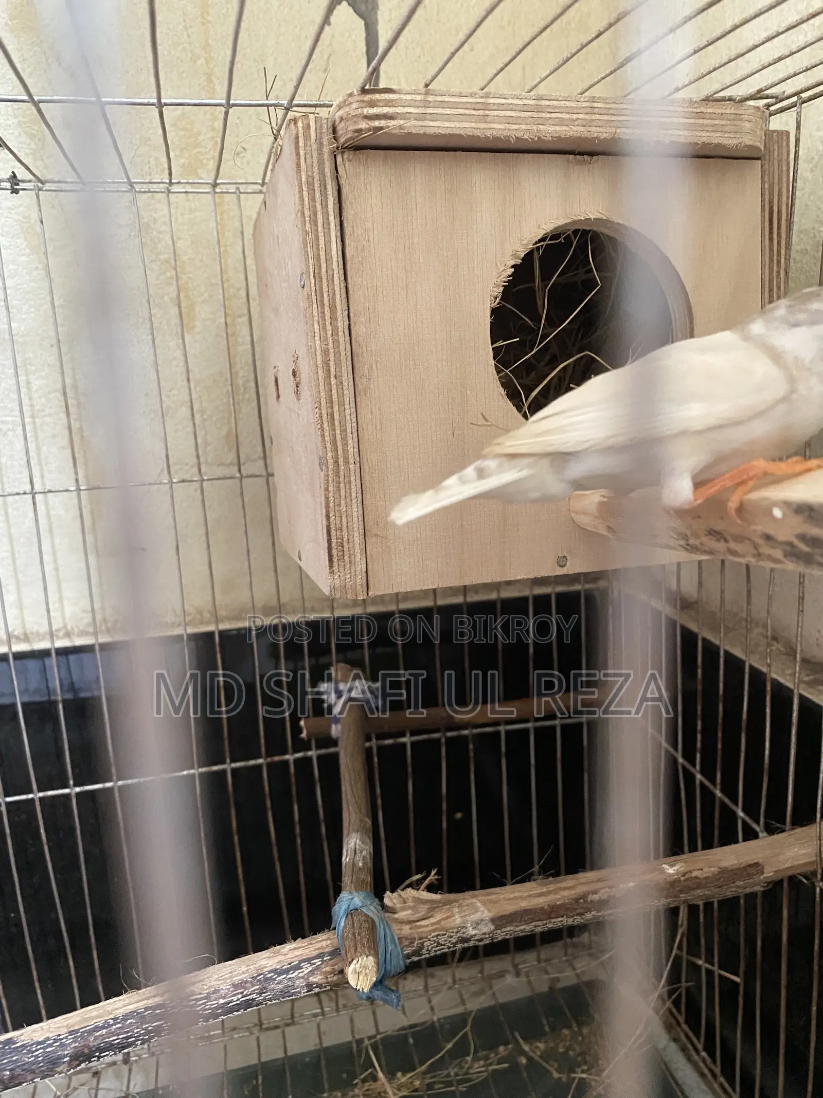 Fince CFW, running Male Sell