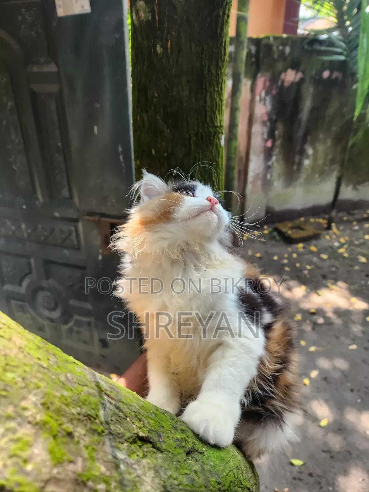 ৩-৬ মাসের ফিমেল পিওরব্রেড পার্সিয়ান