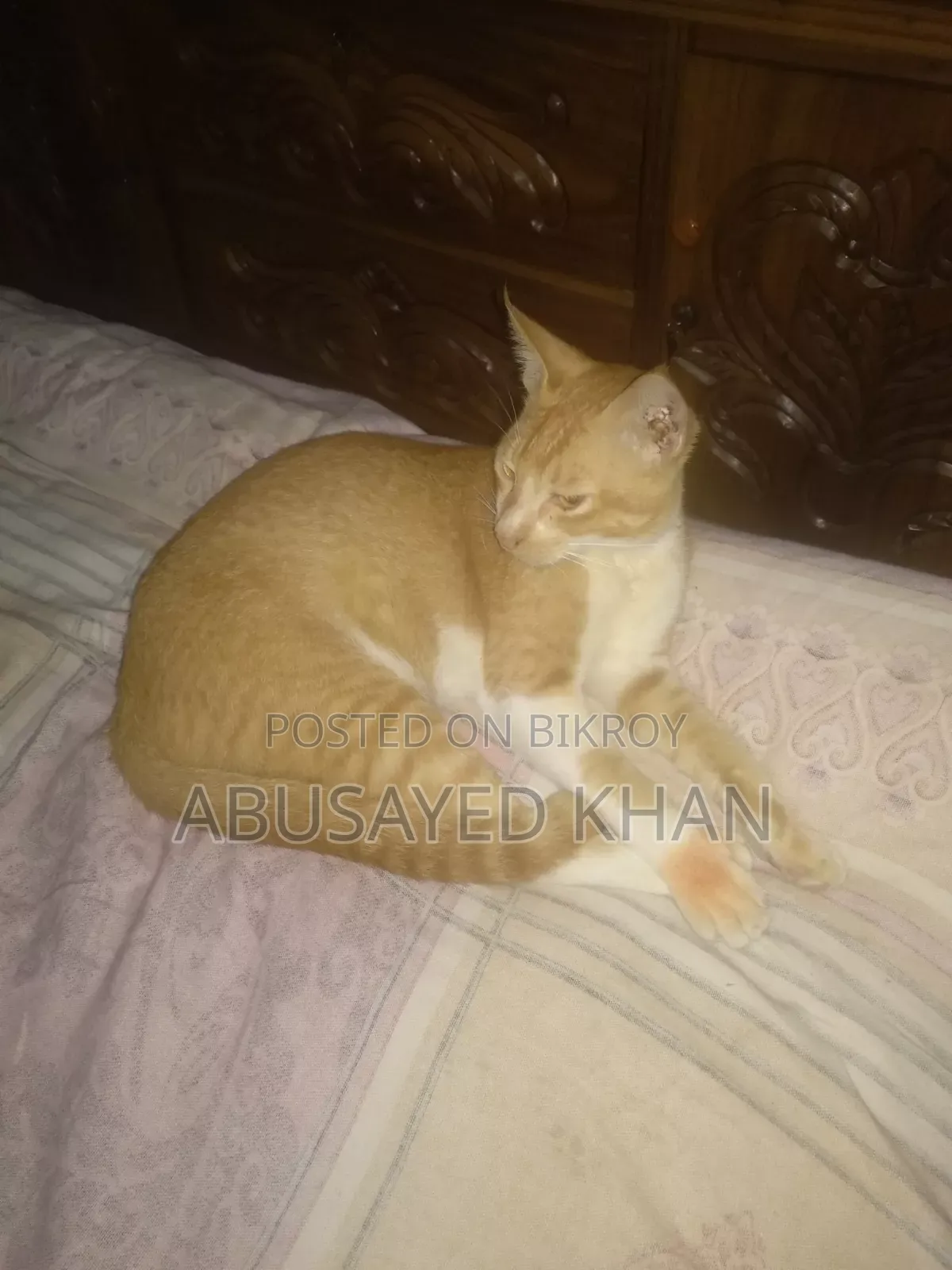 ৬-১২ মাস বয়সী পুরুষ মিক্স ব্রিড পার্সিয়ান