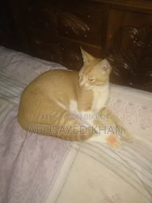 ৬-১২ মাস বয়সী পুরুষ মিক্স ব্রিড পার্সিয়ান