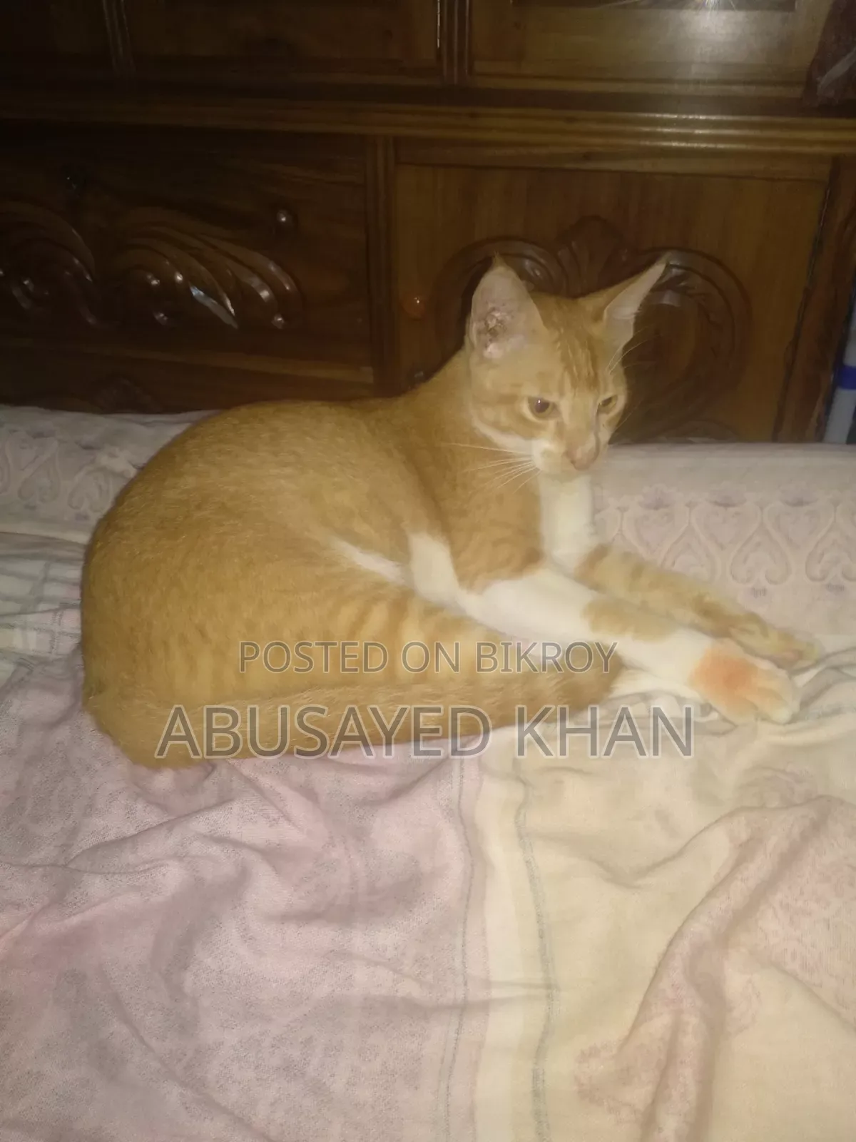 ৬-১২ মাস বয়সী পুরুষ মিক্স ব্রিড পার্সিয়ান