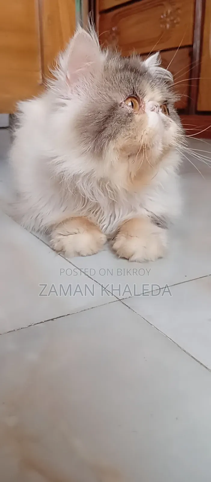 ১+ বছর বয়সী পুরুষ পিউরব্রেড এক্সোটিক