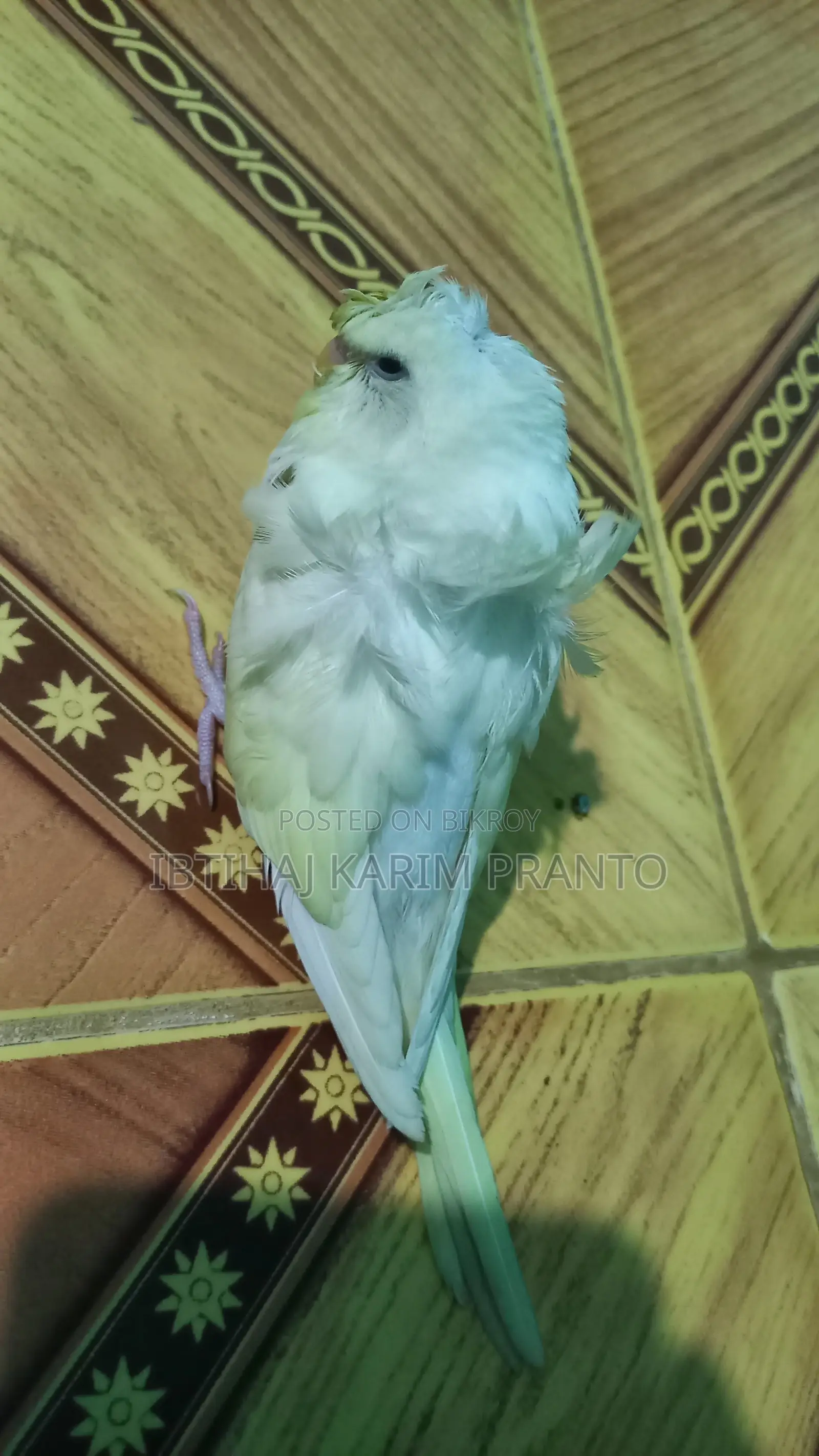 জাপানিজ বাজরিগর